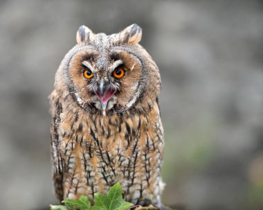 İrlanda 'da uzun kulaklı baykuş Asio Otus