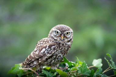 Küçük baykuş Atena Noctua i