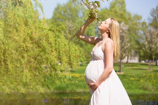 Beautiful pregnant woman smelling sakura tree — Stock Photo, Image