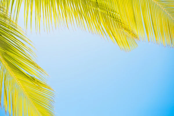 Palm leaves on clear blue sky — Stock Photo, Image