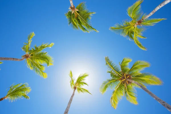 Palm trees on bright summer day against clear blue sky — Stock Photo, Image