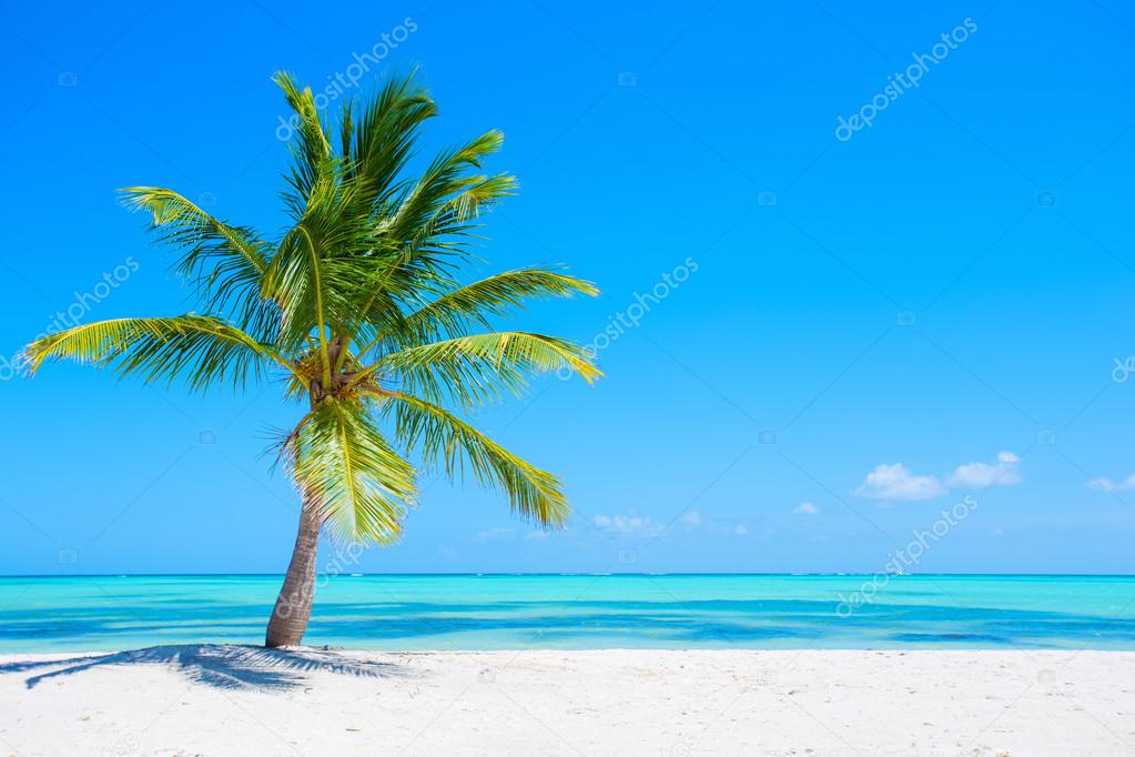 Palm tree on tropical beach