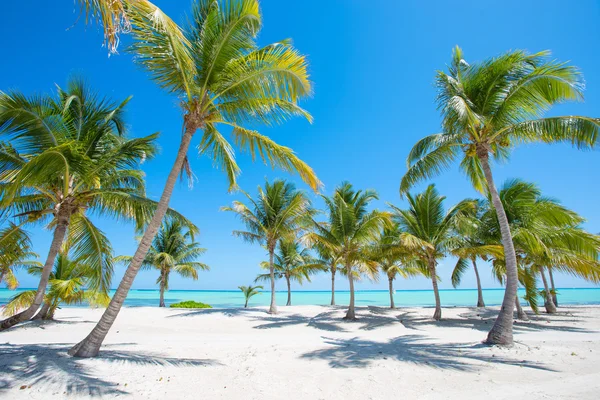 Tropical beach with palm trees — Stock Photo, Image