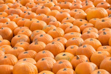 turuncu Cadılar Bayramı balkabakları