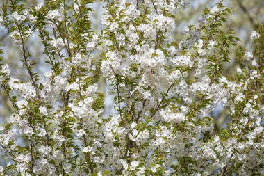 Japonya sakura çiçekler
