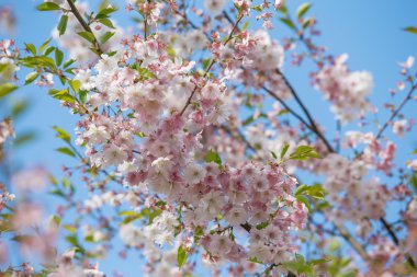 Japonya sakura çiçekler