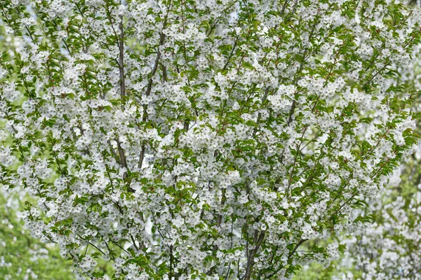 Japanische Sakura-Blumen — Stockfoto