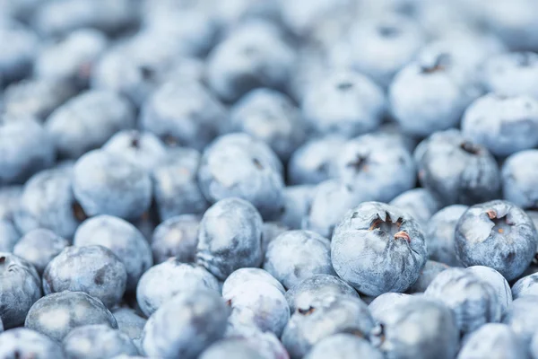 Récolte fraîche de bleuets — Photo