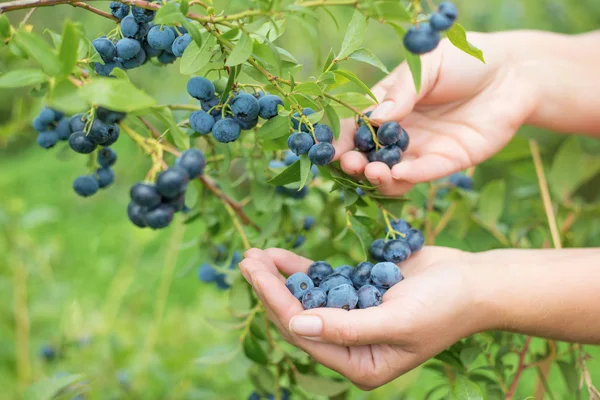 Frau sammelt Blaubeeren — Stockfoto