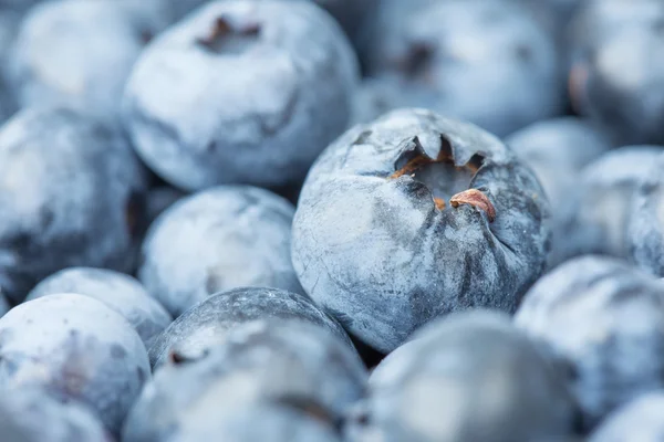 Récolte fraîche de bleuets — Photo