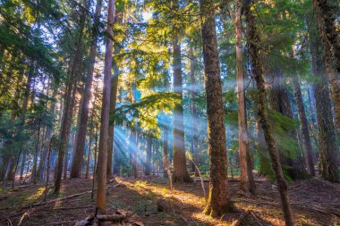 Sabah sisin içine parlayan yapraklara.