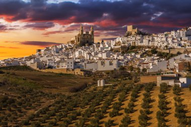 Olvera 