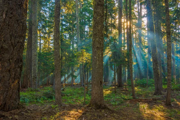 Zonnestralen schijnt door de ochtend mist. — Stockfoto