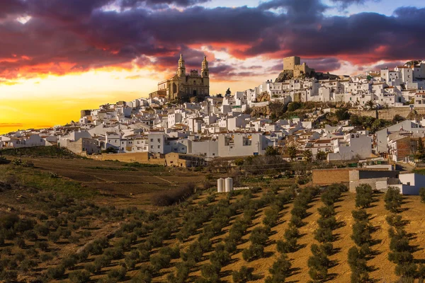 Olvera 
