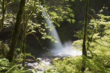 Ainsworth Hiking Trail Oregon, ABD.