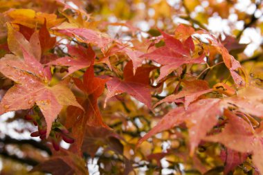 sonbahar yaprakları