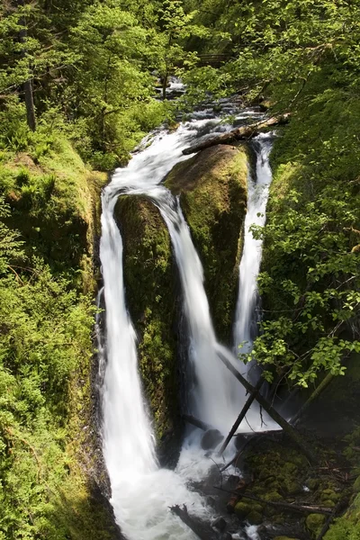 Sendero de senderismo Ainsworth en Oregon, Estados Unidos . —  Fotos de Stock