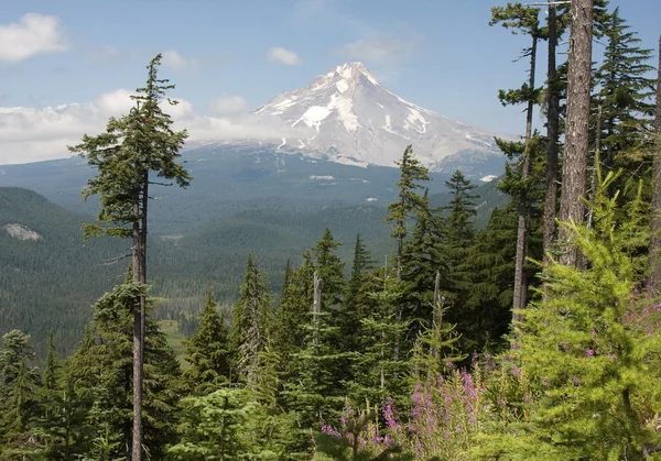 Bela Vista do Monte Hood em Oregon, EUA . — Fotografia de Stock