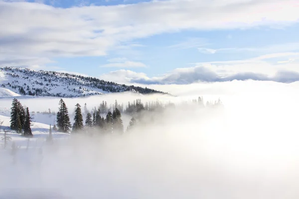 Immagini ispiratrici di pini ricoperti di nebbia — Foto Stock