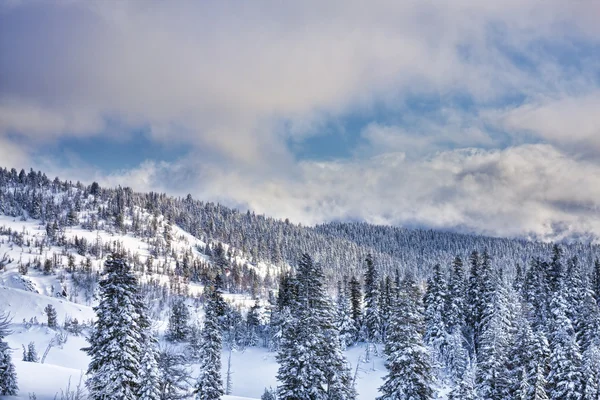Karla Kaplanmış Ağaçlar — Stok fotoğraf