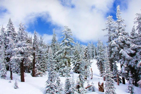 Alberi ricoperti di neve — Foto Stock