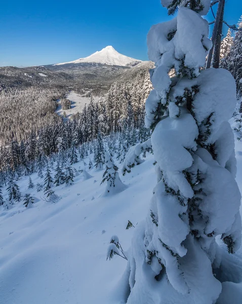 Güzel kış Vista Mount Hood Oregon, ABD. — Stok fotoğraf