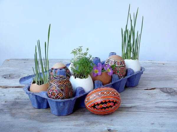 Easter eggs and greens in eggshells — Stock Photo, Image