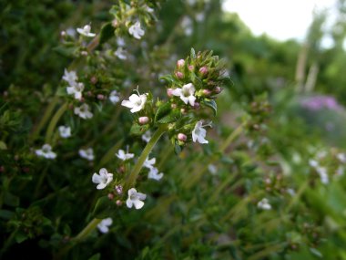 aromatik çiçek açan kekik
