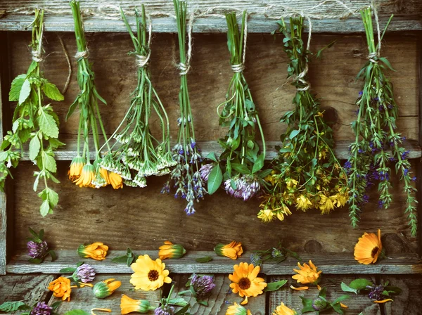 Cachos de ervas curativas - hortelã, yarrow, lavanda, trevo, hissopo, milfoil, argamassa com flores de calêndula e garrafas — Fotografia de Stock