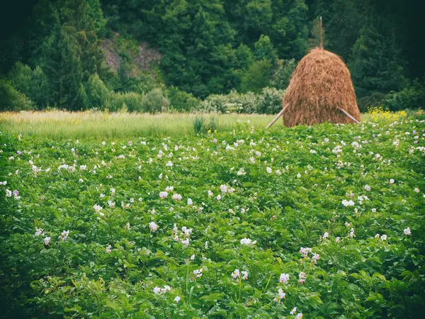 Field of blooming potato and haystack — Stock Photo, Image