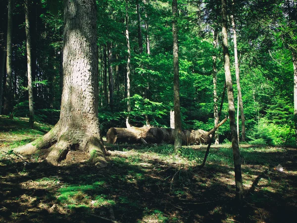 Velho abeto na floresta de coníferas . — Fotografia de Stock