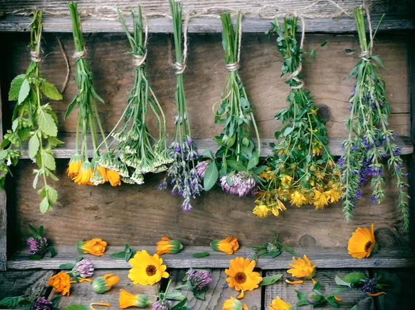 Klasar av helande örter - mint, rölleka, lavendel, klöver, isop, ringblomma, rölleka — Stockfoto