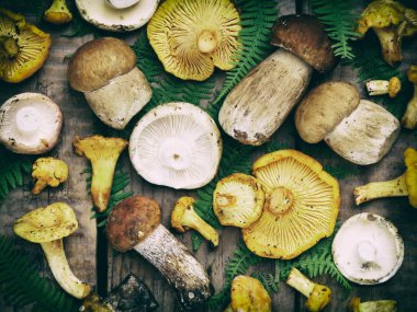 Yenilebilir yabani mantarlar, boletus, russule, ahşap arka planda chanterelles. Seçici odaklama