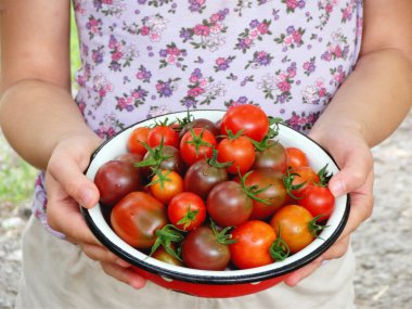 metal bir kase taze kırmızı ve siyah kiraz domates
