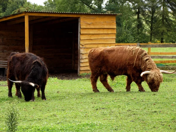 Mörka och ljusa Scottish highland cow (hårig Coo) — Stockfoto