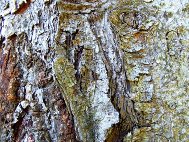 Ağaç kabuğu doku duvar kağıdı, arka plan