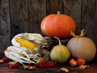 kabak ve ahşap arka plan üzerinde olgunlaşmış Mısır. Sonbahar kartpostal için rustik fotoğraf. 