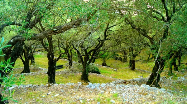 Madeira de oliveira — Fotografia de Stock