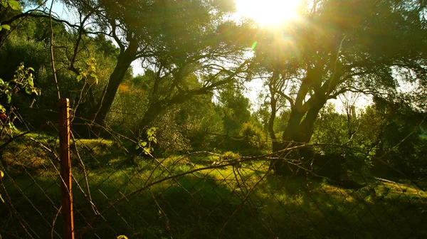 Słońce wśród drzew — Zdjęcie stockowe