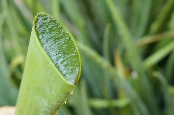 Φυτό Αλόη Βέρα Φρέσκια Αλόη — Φωτογραφία Αρχείου