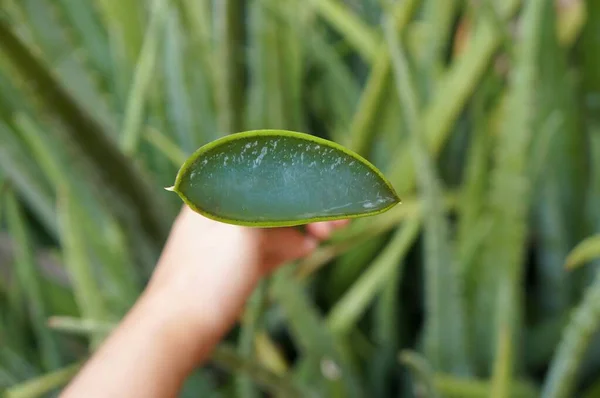 Ręka Kobiety Trzymającej Roślinę Aloesu Naturalny Aloes Zakład Cukrowniczy — Zdjęcie stockowe