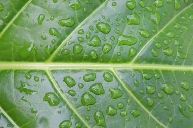 Yeşil yaprak ve su damlaları.