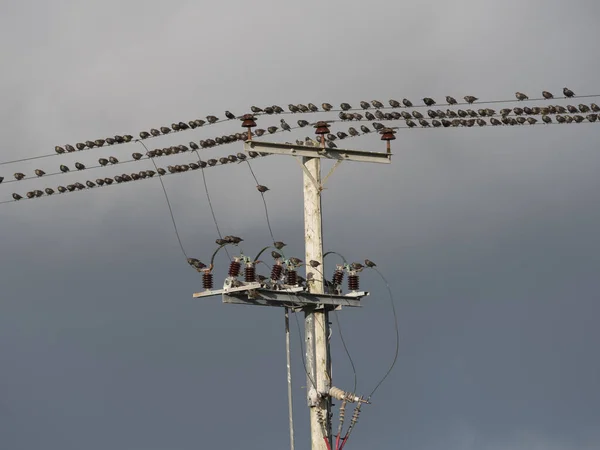 Sığırcık sürüsü (sturnus vulgaris) bir telgraf direğinin telleri üzerinde mırıldanmaya hazır bir şekilde toplandı..