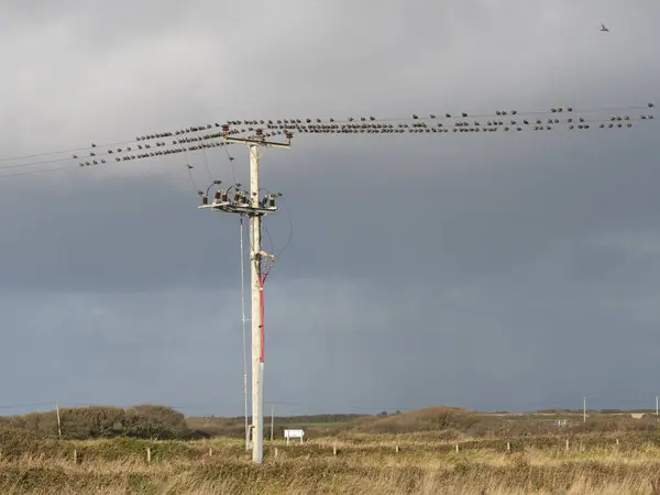 Sığırcık sürüsü (sturnus vulgaris) bir telgraf direğinin telleri üzerinde mırıldanmaya hazır bir şekilde toplandı..