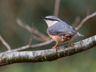 Bir Nuthatch (Sitta europaea) kristal berrak gözle bir ağaç dalında oturur