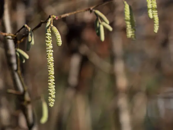 Hazel (Corylus avellana) catkins güneş ışığında asılı.