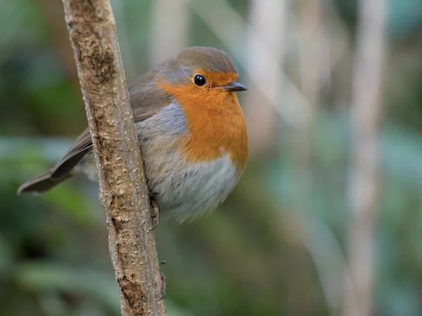 Ein Rotkehlchen Erithacus Rubecula Thront Auf Einem Senkrechten Ast Großaufnahme — Stockfoto