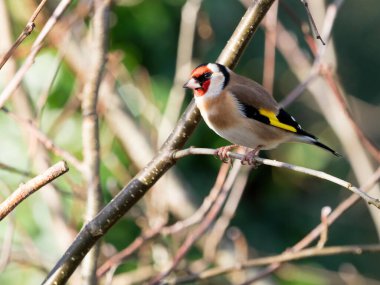 Güneş ışığıyla aydınlatılan bir ağaca tünemiş Goldfinch (Carduelis carduelis) 'in yakın görüntüsü