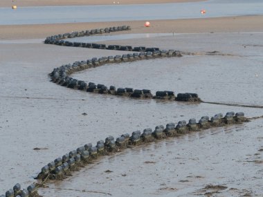 Mussel beds and cages exposed at low tide on the Camel Estuary,Cornwall. clipart