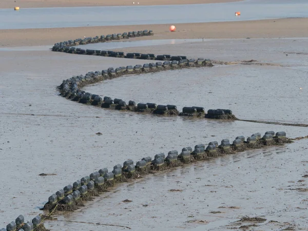 Midye yatakları ve kafesler Deve Estuary, Cornwall 'da sular çekildiğinde açıkta kalır..